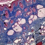 struttura_della_ghiandola_sudoripara