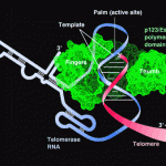 telomerase_model