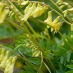 Astragalus_membranaceus