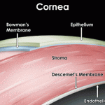 cornea2
