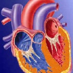 cuore_3