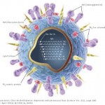 influenza-virus-diagram_smaller