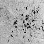 neurons_liten