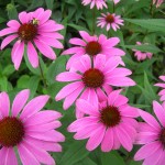 Echinacea-is-an-herbal-remedy-that-should-not-be-given-to-children-under-12-the-UKs-drugs-watchdog-has-warned-parents