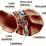FegatoCistifellea (1)