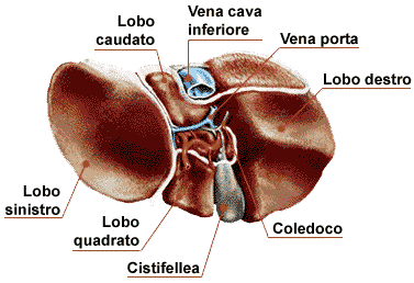 Curare intestino