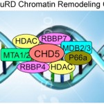 brodeur_chd5_image