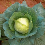 cavolo-cappuccio