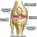 ginocchio1