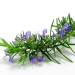 rosemary