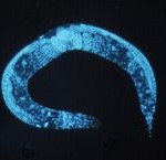 200px-Enlarged_c_elegans