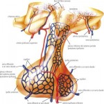 ipotalamo-ipof_portale_b_gallery