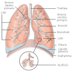 polmoni