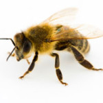 257437-bee