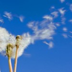 allergia-primaverile-470x264