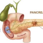 andreafavara_pancreas3