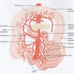 flujoartintestinal