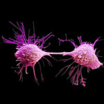 divisione cellulare (1)