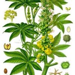 220px-Ricinus_communis_-_Köhler–s_Medizinal-Pflanzen-257