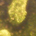 700_dettaglio2_Nanoparticelle-oro