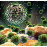 Virus_invades_WBC