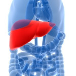 ist2_4441337-human-organs