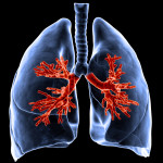 lungs-and-airways1