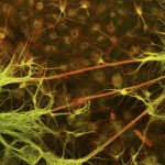 neuroni_7288