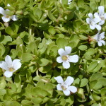 bacopa_monnieri