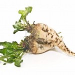 6648701-barbabietola-da-zucchero