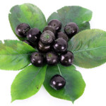 Aronia