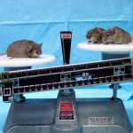 OBESITY-articleLarge