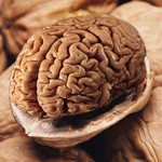 Walnut-Brain