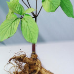 ginseng