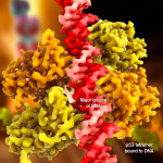 p53-tetramer-tumor-suppressor-cancer-guardian-genome-transcription-factor-stress-dna-damage-embracing-ageing1
