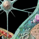 prione-di-10-volte-piu-letale-della-mucca-paz-L-UL9p4k