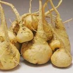 MACA