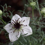 800px-Nigella_sativa