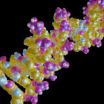 cla-fosfatidilserina