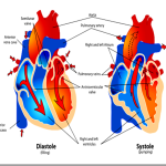 healthy_pumping_heart_thumb