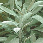 salvia_officinalis2