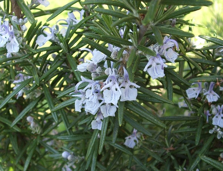 781px-Rosmarino_fiori