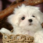 Cute puppy