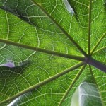 5066643-papaya-foglie-padiglione-masoala-in-zoo-di-zurigo