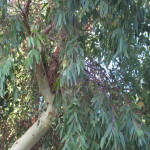 La-freschezza-di-un-eucalipto-a28802575