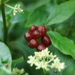 Psychotria_ipecacuhana