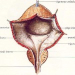 anatomiavescica (1)