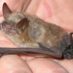 pipistrello_mano