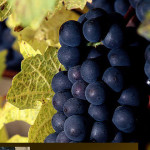 uva-nera-grappolo
