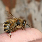 200px-Stechende_Biene_12a
